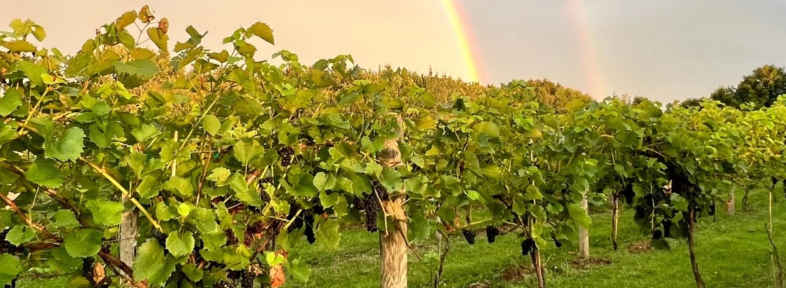 A field of vineyards